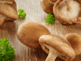 Lentinula Edodes Shiitake Pilze