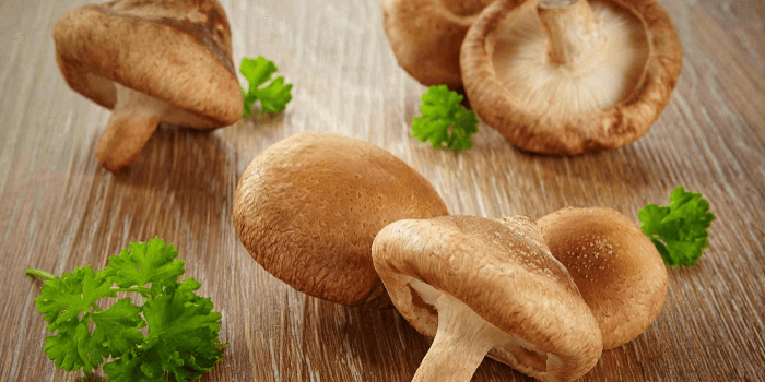 Lentinula Edodes Shiitake Pilze