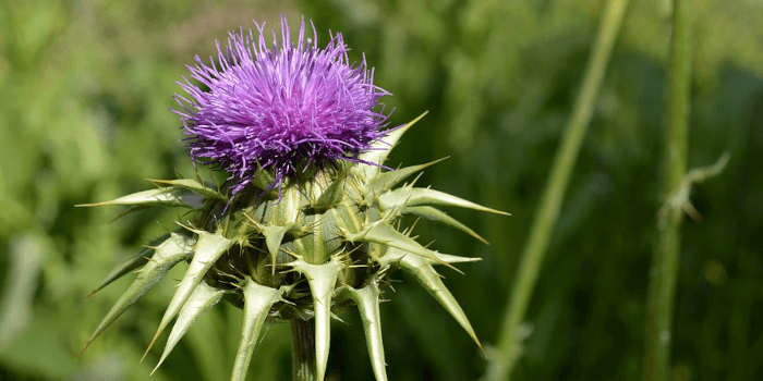 Mariendistel